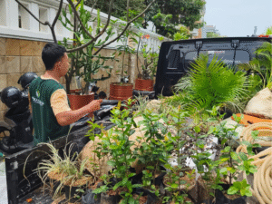 Mantika Gardena - Spesialis Tanaman Landscape