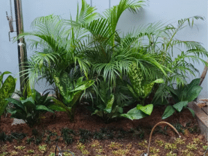 Mantika Gardena - Spesialis Tanaman Landscape