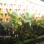 Transformasi Hijau Tropicourt Padel Sukasari